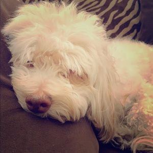 Meet your Posher, Billy